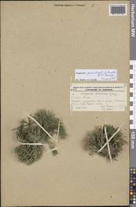Selaginella graniticola Jie Yang bis & X.C.Zhang, Siberia, Russian Far East (S6) (Russia)
