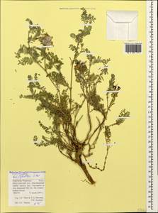 Astragalus lasioglottis Bieb., Caucasus, Stavropol Krai, Karachay-Cherkessia & Kabardino-Balkaria (K1b) (Russia)