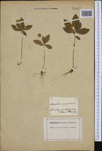 Lysimachia europaea (L.) U. Manns & Anderb., Western Europe (EUR)