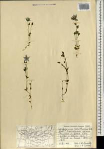 Lomatogonium carinthiacum (Wulfen) Reichenb., Mongolia (MONG) (Mongolia)