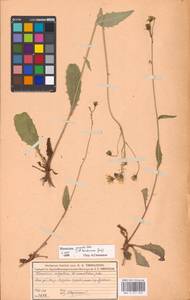 Hieracium lachenalii subsp. deductum (Sudre) Greuter, Eastern Europe, Moscow region (E4a) (Russia)