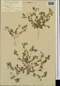 Vicia lentoides (Ten.) Coss. & Germ., Crimea (KRYM) (Russia)