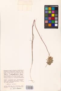 Allium flavum subsp. tauricum (Besser ex Rchb.) K.Richt., Eastern Europe, Lower Volga region (E9) (Russia)