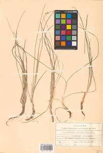 Sesleria caerulea (L.) Ard., Eastern Europe, Latvia (E2b) (Latvia)