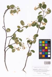 Amelanchier × spicata (Lam.) K. Koch, Eastern Europe, Moscow region (E4a) (Russia)
