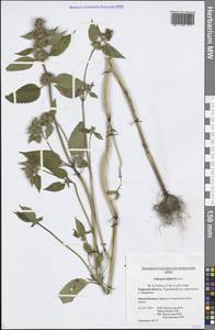 Galeopsis bifida Boenn., Eastern Europe, North-Western region (E2) (Russia)