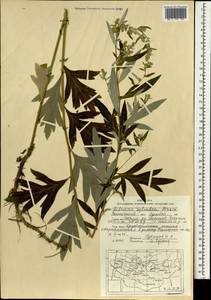 Artemisia sylvatica Maxim., Mongolia (MONG) (Mongolia)