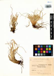 Carex eremopyroides V.I.Krecz., Siberia, Western Siberia (S1) (Russia)