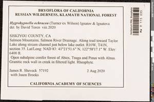 Hygrohypnella ochracea (Turner ex Wilson) Ignatov & Ignatova, Bryophytes, Bryophytes - America (BAm) (United States)