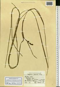 Sparganium gramineum Georgi, Eastern Europe, Moscow region (E4a) (Russia)