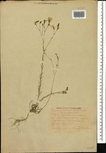 Linum tenuifolium L., Caucasus, Dagestan (K2) (Russia)