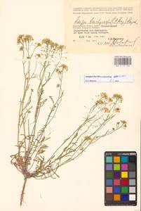 Rorippa brachycarpa (C.A.Mey.) Hayek, Eastern Europe, Lower Volga region (E9) (Russia)