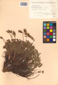 Oxytropis maydelliana Trautv., Siberia, Chukotka & Kamchatka (S7) (Russia)