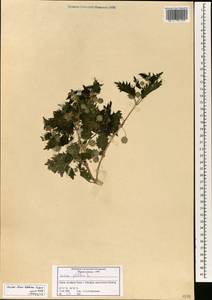 Urtica pilulifera L., South Asia, South Asia (Asia outside ex-Soviet states and Mongolia) (ASIA) (Syria)