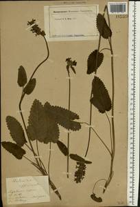 Betonica officinalis subsp. officinalis, Eastern Europe, Moscow region (E4a) (Russia)