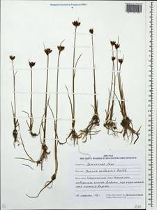 Juncus castaneus Sm., Siberia, Russian Far East (S6) (Russia)