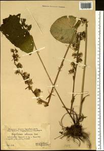 Ligularia sibirica (L.) Cass., Siberia, Western Siberia (S1) (Russia)
