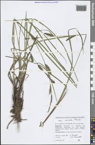 Carex vesicata Meinsh., Siberia, Baikal & Transbaikal region (S4) (Russia)