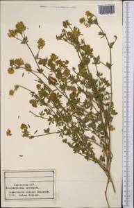 Medicago, Middle Asia, Northern & Central Tian Shan (M4) (Kyrgyzstan)