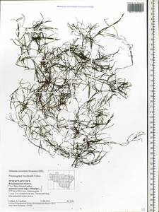 Potamogeton berchtoldii Fieber, Eastern Europe, Central region (E4) (Russia)