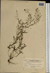 Capsella bursa-pastoris (L.) Medik., Siberia, Russian Far East (S6) (Russia)
