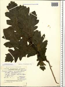 Quercus dalechampii Ten., Caucasus, North Ossetia, Ingushetia & Chechnya (K1c) (Russia)