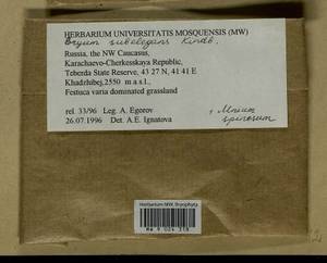 Rosulabryum moravicum (Podp.) Ochyra & Stebel, Bryophytes, Bryophytes - North Caucasus & Ciscaucasia (B12) (Russia)