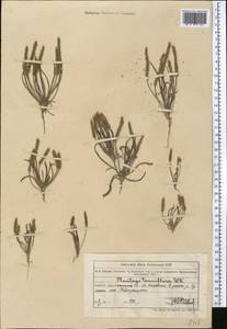 Plantago tenuiflora Waldst. & Kit., Middle Asia, Muyunkumy, Balkhash & Betpak-Dala (M9) (Kazakhstan)