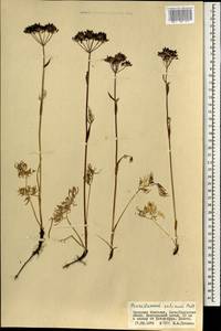 Ostericum tenuifolium (Pall. ex Spreng.) Y.C.Chu, Mongolia (MONG) (Mongolia)