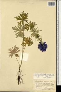 Aconitum glandulosum Rapaics, Mongolia (MONG) (Mongolia)