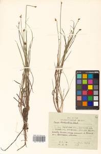 Carex chordorrhiza L.f., Siberia, Chukotka & Kamchatka (S7) (Russia)