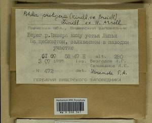 Pohlia proligera (Kindb. ex Breidl.) Lindb. ex Arnell, Bryophytes, Bryophytes - Permsky Krai, Udmurt Republic, Sverdlovsk & Kirov Oblasts (B8) (Russia)