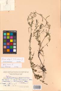 Galium mollugo × verum, Eastern Europe, Middle Volga region (E8) (Russia)
