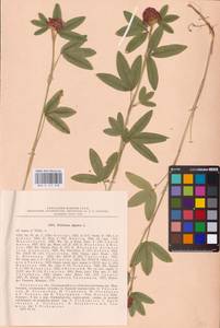 Trifolium alpestre L., Eastern Europe, Central region (E4) (Russia)