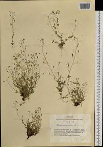 Draba nemorosa L., Siberia, Altai & Sayany Mountains (S2) (Russia)