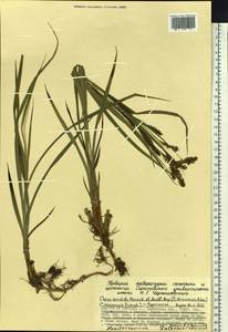 Carex sordida Van Heurck & Müll.Arg., Siberia, Chukotka & Kamchatka (S7) (Russia)