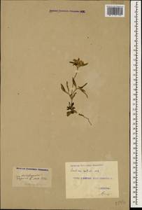 Lomelosia rotata (M. Bieb.) Greuter & Burdet, Caucasus, Georgia (K4) (Georgia)