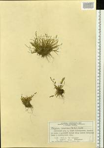 Phippsia concinna (Th.Fr.) Lindeb., Siberia, Central Siberia (S3) (Russia)