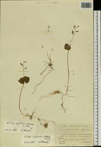 Neottia nipponica (Makino) Szlach., Siberia, Russian Far East (S6) (Russia)