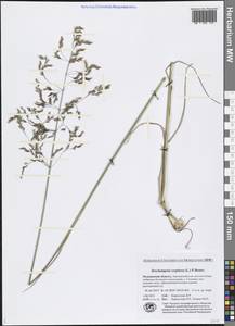 Deschampsia cespitosa (L.) P.Beauv., Eastern Europe, Northern region (E1) (Russia)