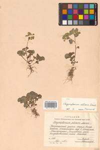 Chrysosplenium pilosum Maxim., Siberia, Russian Far East (S6) (Russia)