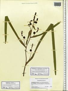 Sparganium erectum L., Eastern Europe, Central region (E4) (Russia)