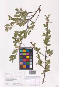 Prunus fruticosa Pall., Eastern Europe, South Ukrainian region (E12) (Ukraine)