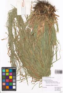 Carex polyphylla, Eastern Europe, Central forest-and-steppe region (E6) (Russia)