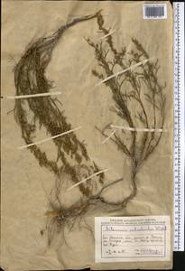 Artemisia salsoloides Willd., Middle Asia, Caspian Ustyurt & Northern Aralia (M8) (Kazakhstan)