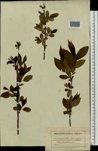 Salix pentandra L., Eastern Europe, Moscow region (E4a) (Russia)