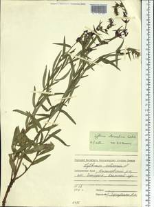 Lythrum intermedium Ledeb. ex Turcz., Siberia, Russian Far East (S6) (Russia)