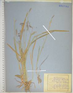 KHA789, Hordeum brevisubulatum (Trin.) Link, Siberia, Russian Far East (S6) (Russia)