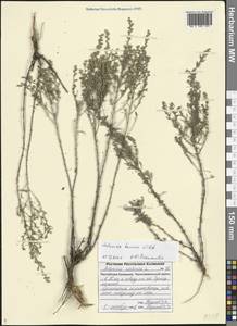 Artemisia taurica Willd., Eastern Europe, Lower Volga region (E9) (Russia)