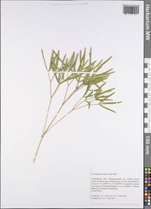 Peucedanum ruthenicum M.Bieb., Eastern Europe, Central forest-and-steppe region (E6) (Russia)